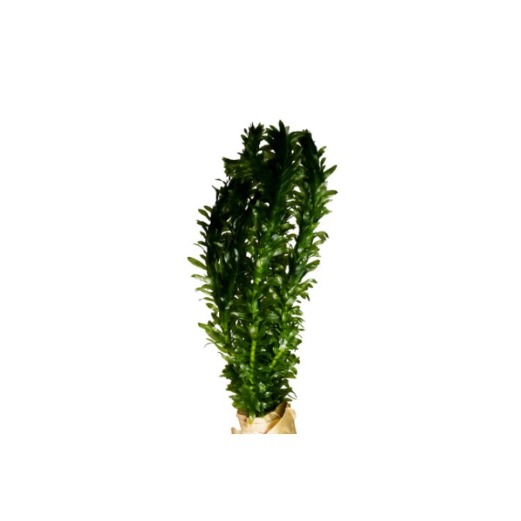 Planta acvariu Egeria Densa Stoffels - imagine 4